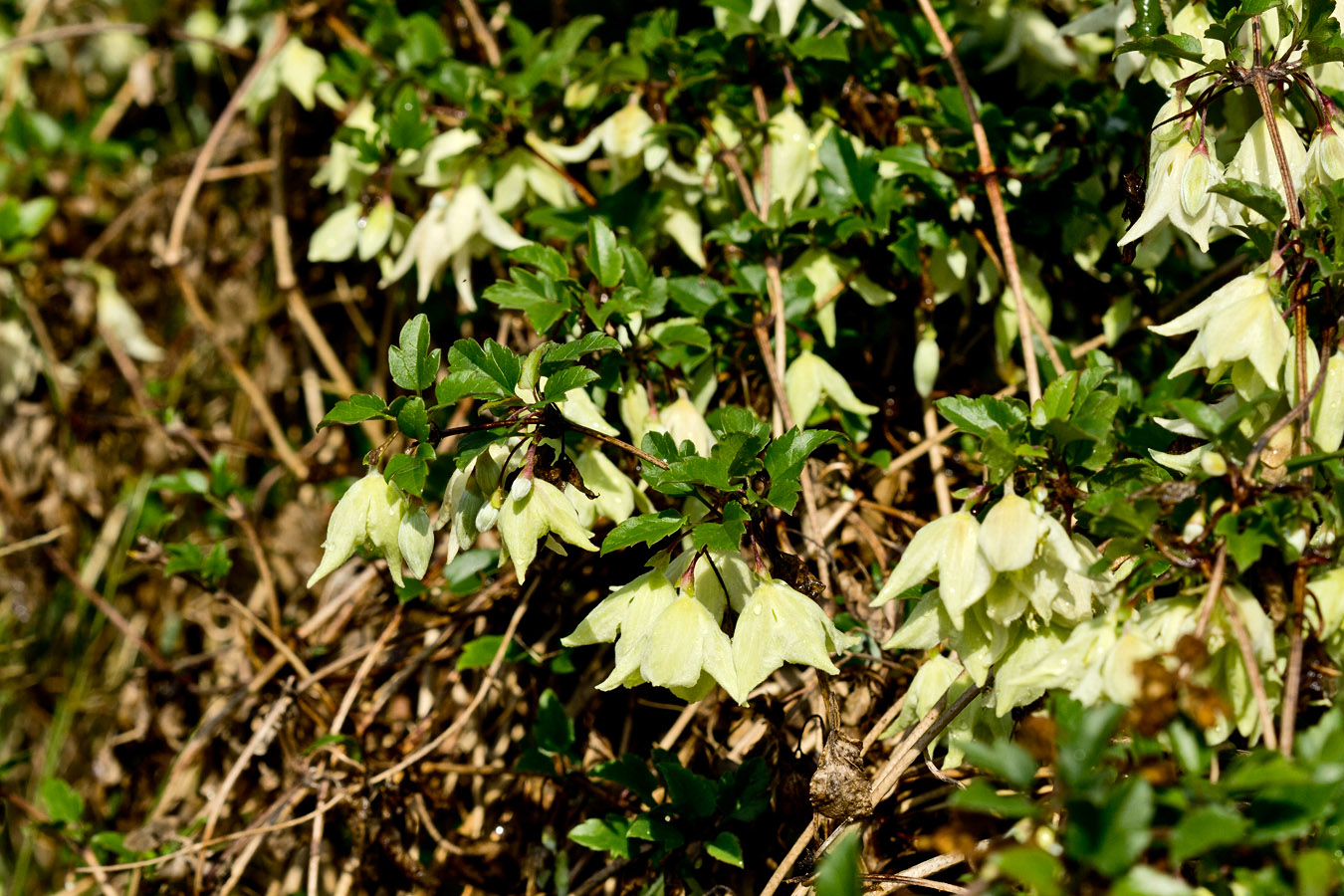 Изображение особи Clematis cirrhosa.