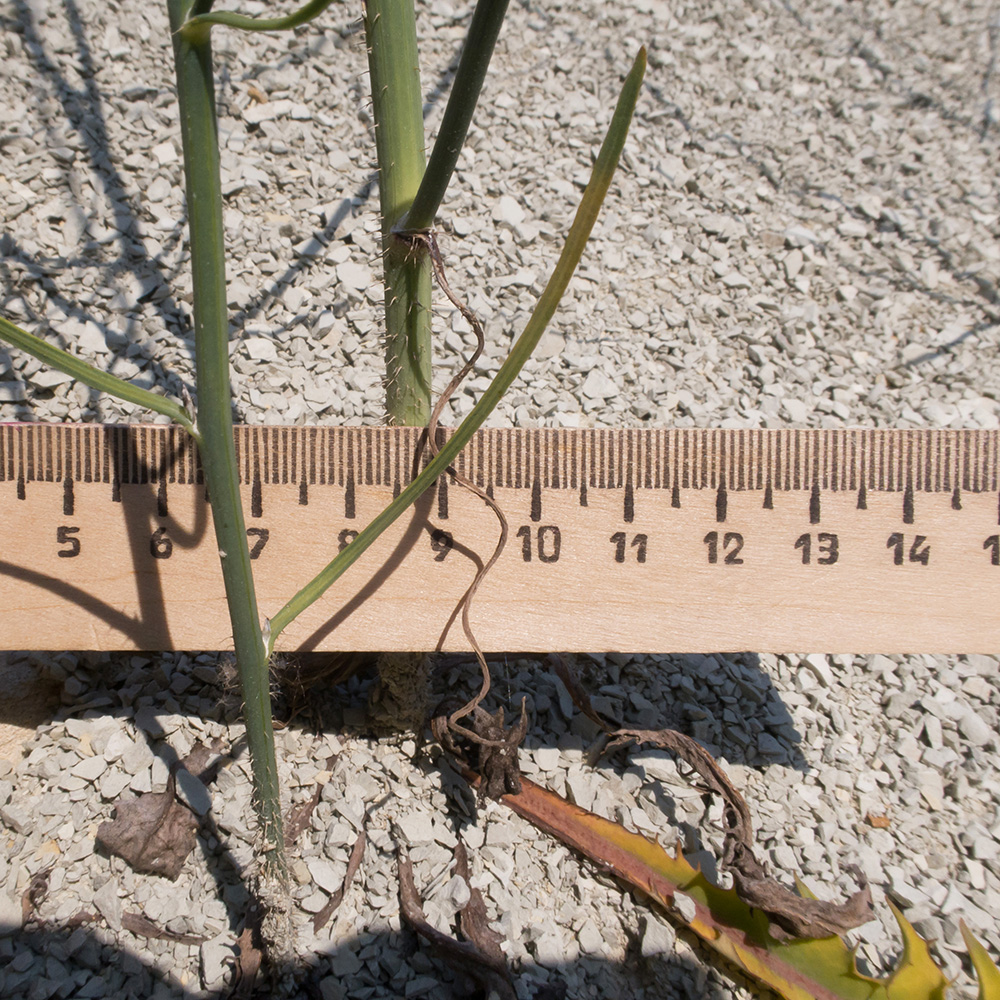 Image of Chondrilla juncea specimen.