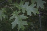 Quercus ellipsoidalis. Верхушка побега. Москва, ботанический сад МГУ \"Аптекарский огород\", в культуре. 02.09.2021.