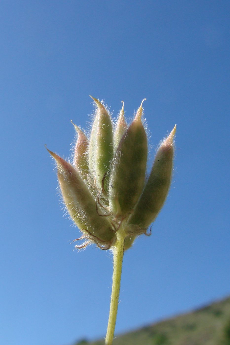 Изображение особи Astragalus sesamoides.