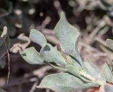 genus Limoniastrum