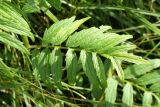 Valeriana officinalis