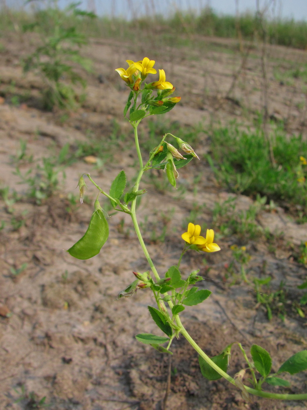 Изображение особи Melilotoides platycarpos.