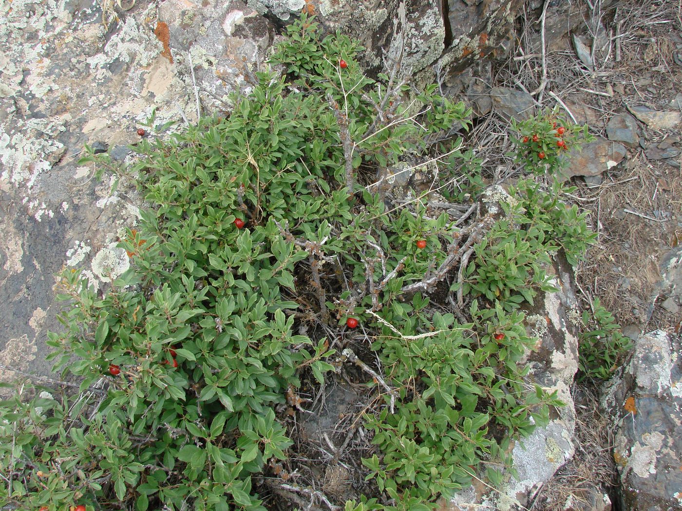 Image of Cerasus erythrocarpa specimen.