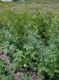 Cannabis sativa разновидность spontanea. Цветущие растения в сообществе с Urtica cannabina. Алтай, Онгудайский р-н, с. Иня, ≈ 700 м н.у.м., сухой склон. 30.06.2021.