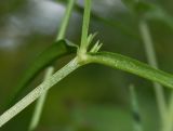 Stellaria graminea. Часть побега. Республика Алтай, Чемальский р-н, правый скалистый берег р. Катунь, каменистый луг. 29.06.2010.