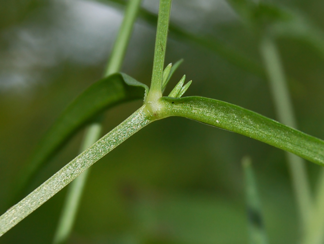 Изображение особи Stellaria graminea.