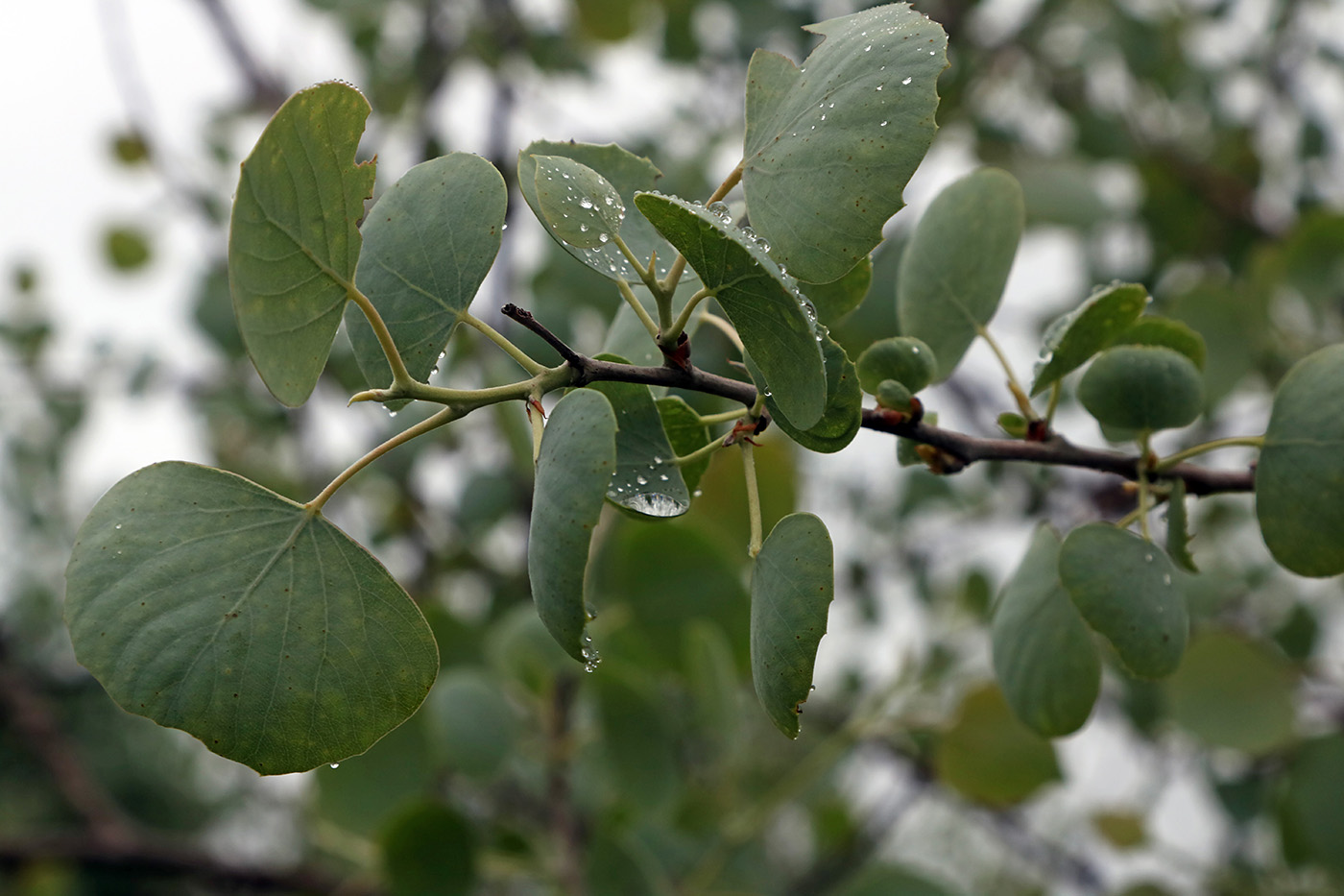 Изображение особи Populus pruinosa.