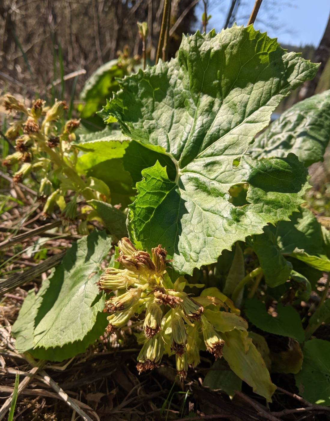 Image of Petasites albus specimen.