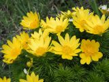 Adonis vernalis