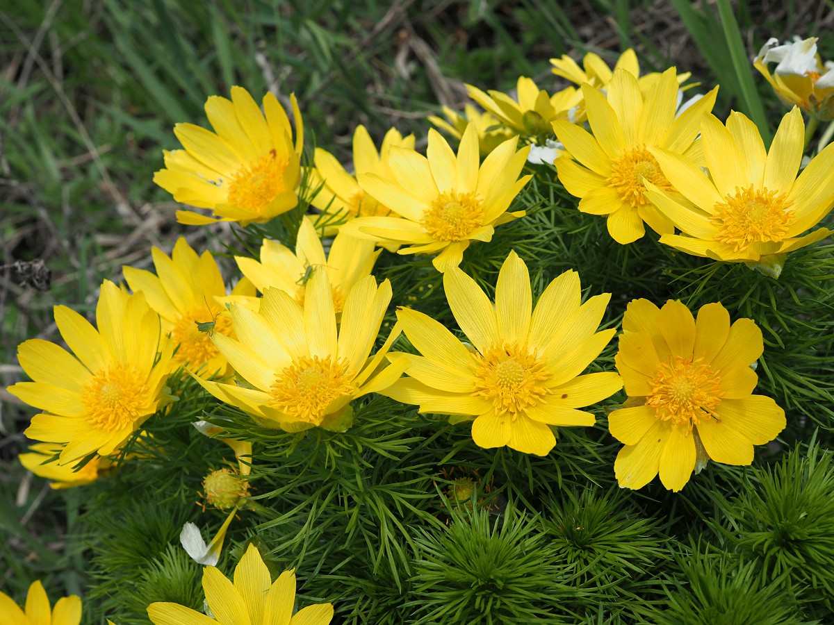 Изображение особи Adonis vernalis.