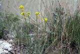 Erysimum substrigosum