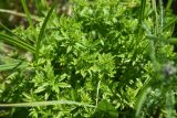 Potentilla erecta. Верхушки побегов среди листьев осоки (Carex). Калужская обл., Боровский р-н, окр. дер. Федорино, левый берег р. Межиха, заболоченный луг. 07.06.2022.