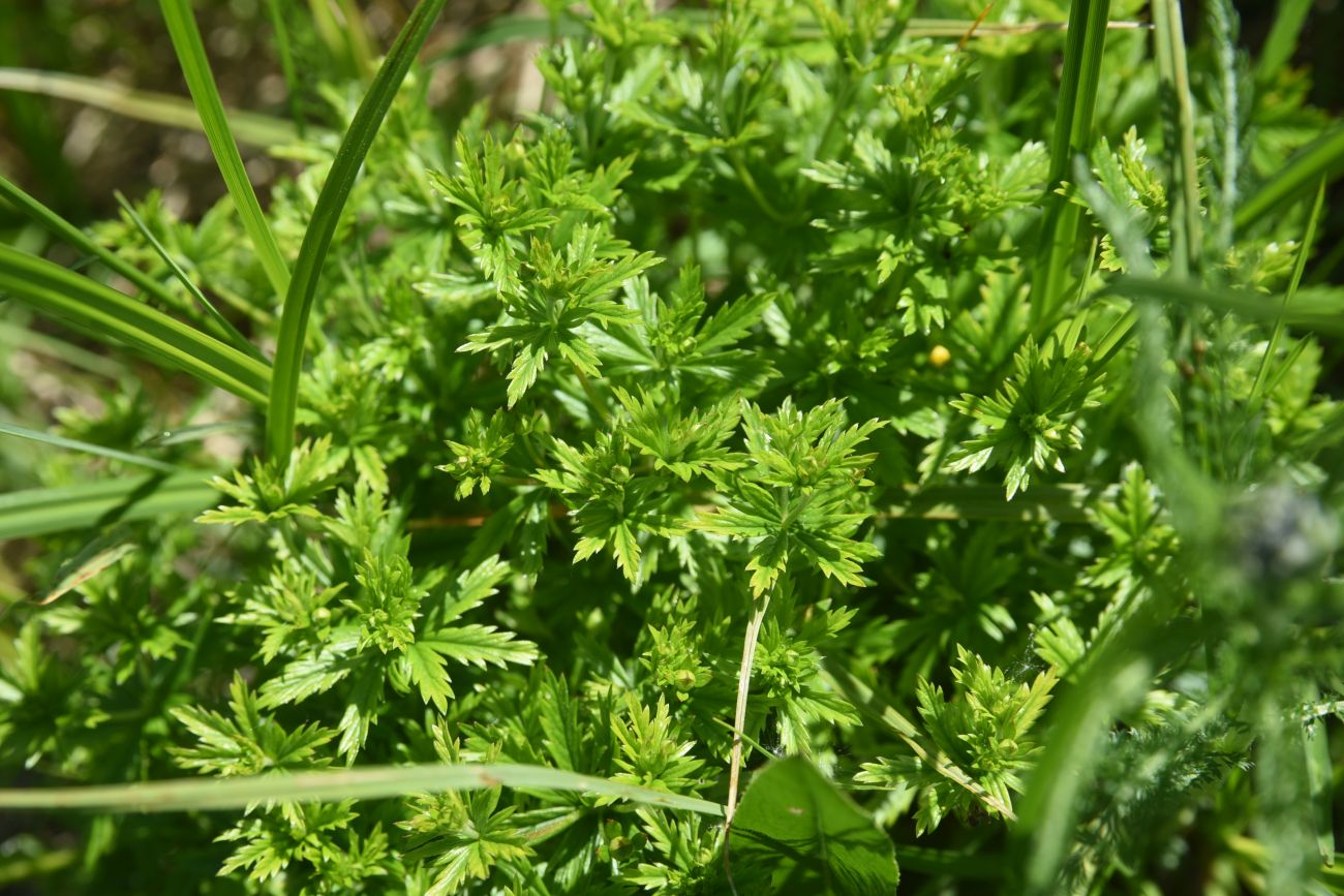 Изображение особи Potentilla erecta.