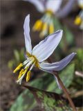 Erythronium caucasicum. Цветок. Абхазия, Гагрский р-н, гора Мамдзышха, выс. 1810 м н.у.м., альпийский луг. 15.05.2021.