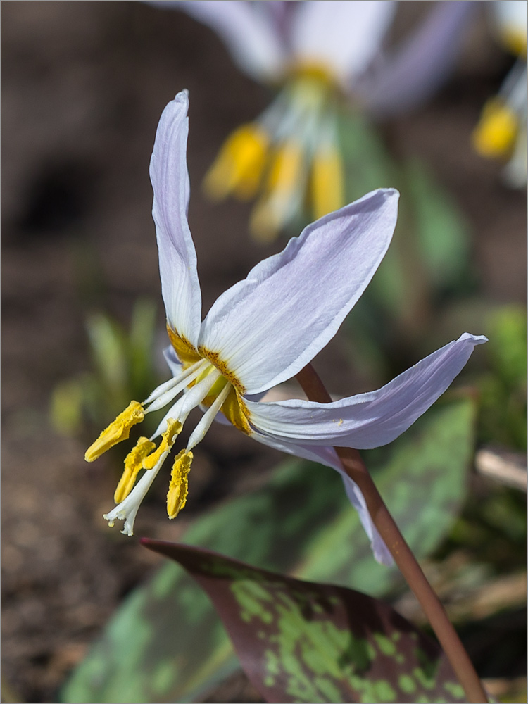 Изображение особи Erythronium caucasicum.