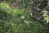 genus Salix