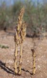 Phelipanche arenaria. Зацветающие растения (паразитируют на Artemisia tschernieviana). Дагестан, Дербентский р-н, побережье Каспийского моря в 4 км к северо-востоку от пгт Мамедкала, частично закрепленные пески. 30 мая 2022 г.