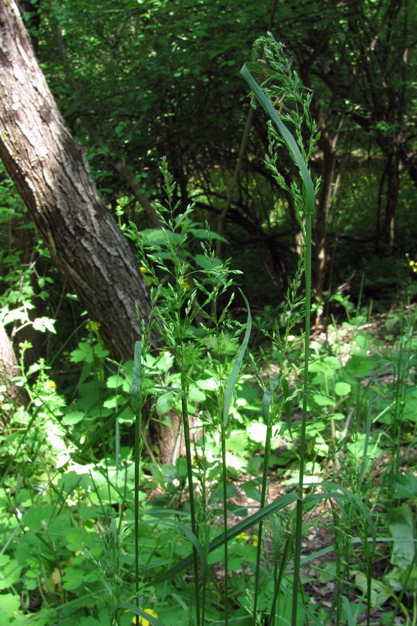 Image of Poa sylvicola specimen.