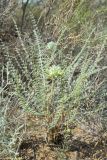 Astragalus turbinatus. Цветущее растение. Узбекистан, Бухарская обл., окр. Караулбазара, черносаксауловое редколесье. 5 мая 2022 г.