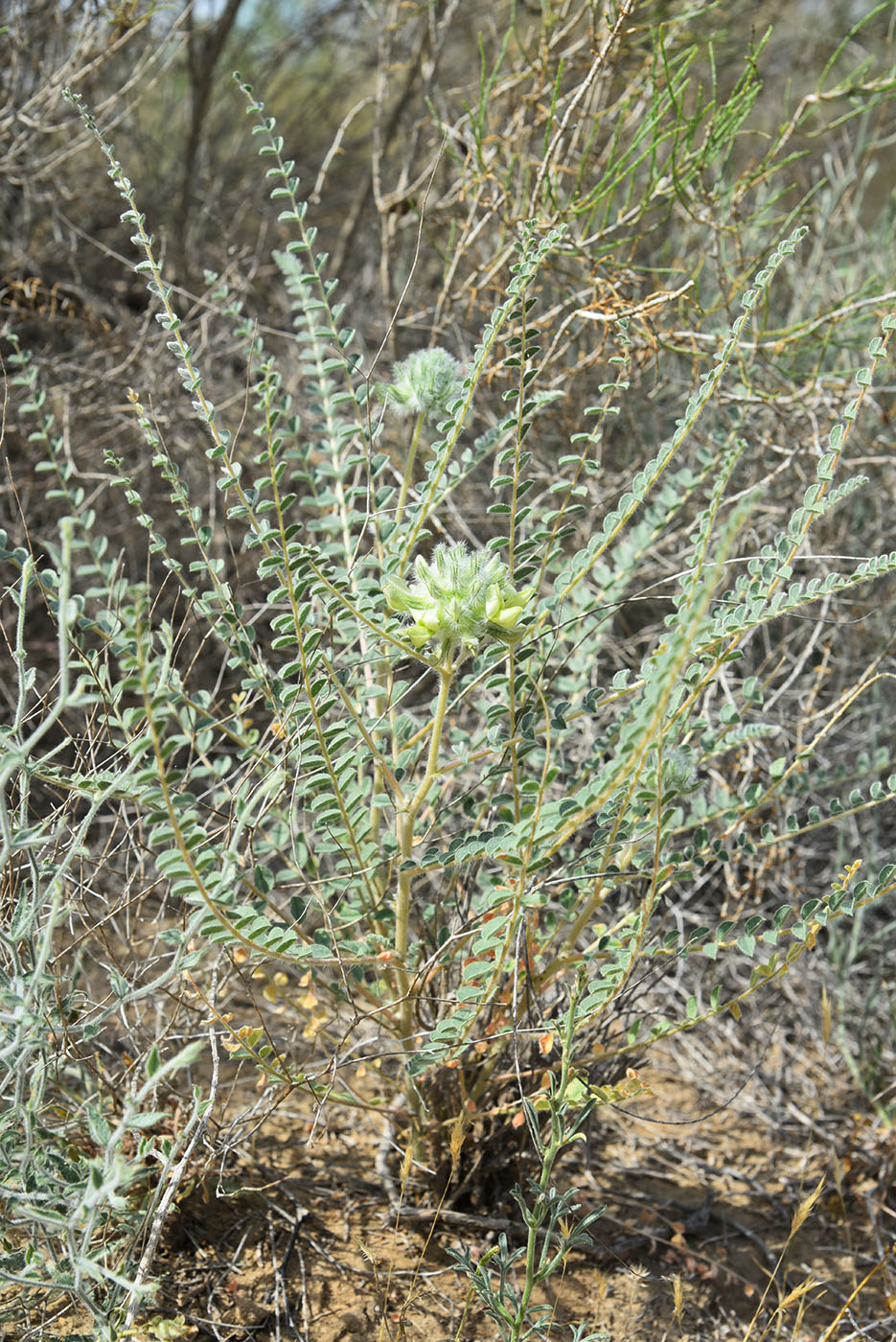 Изображение особи Astragalus turbinatus.