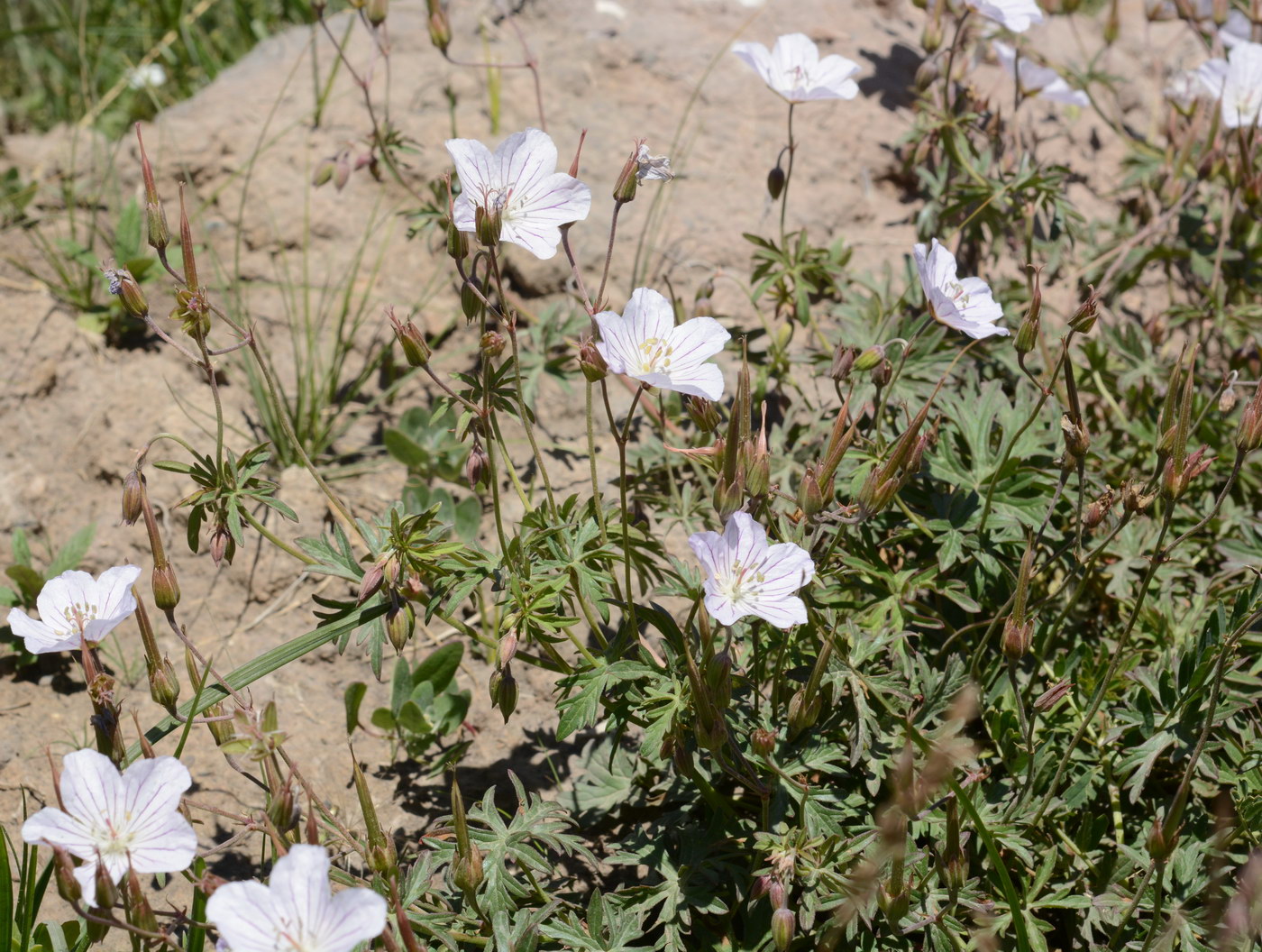 Image of Geranium collinum specimen.