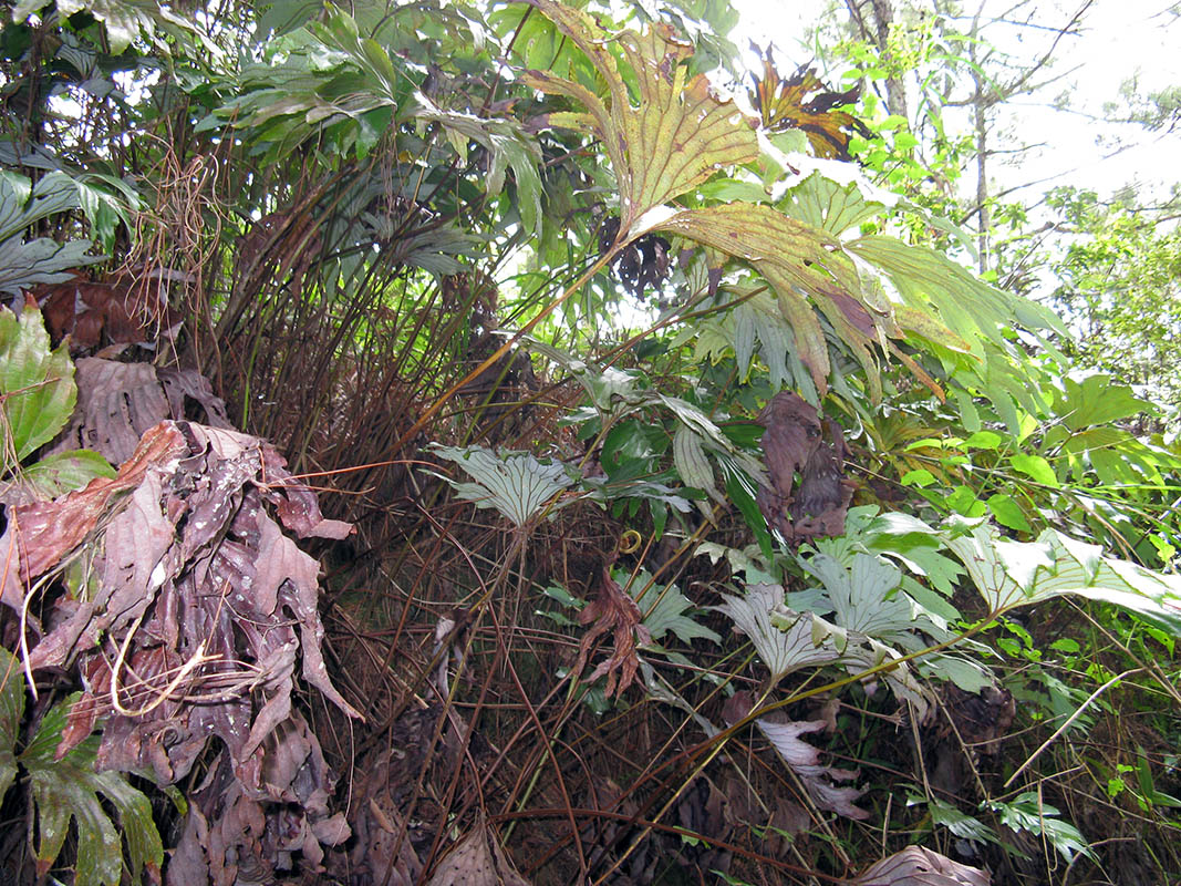 Image of Dipteris conjugata specimen.