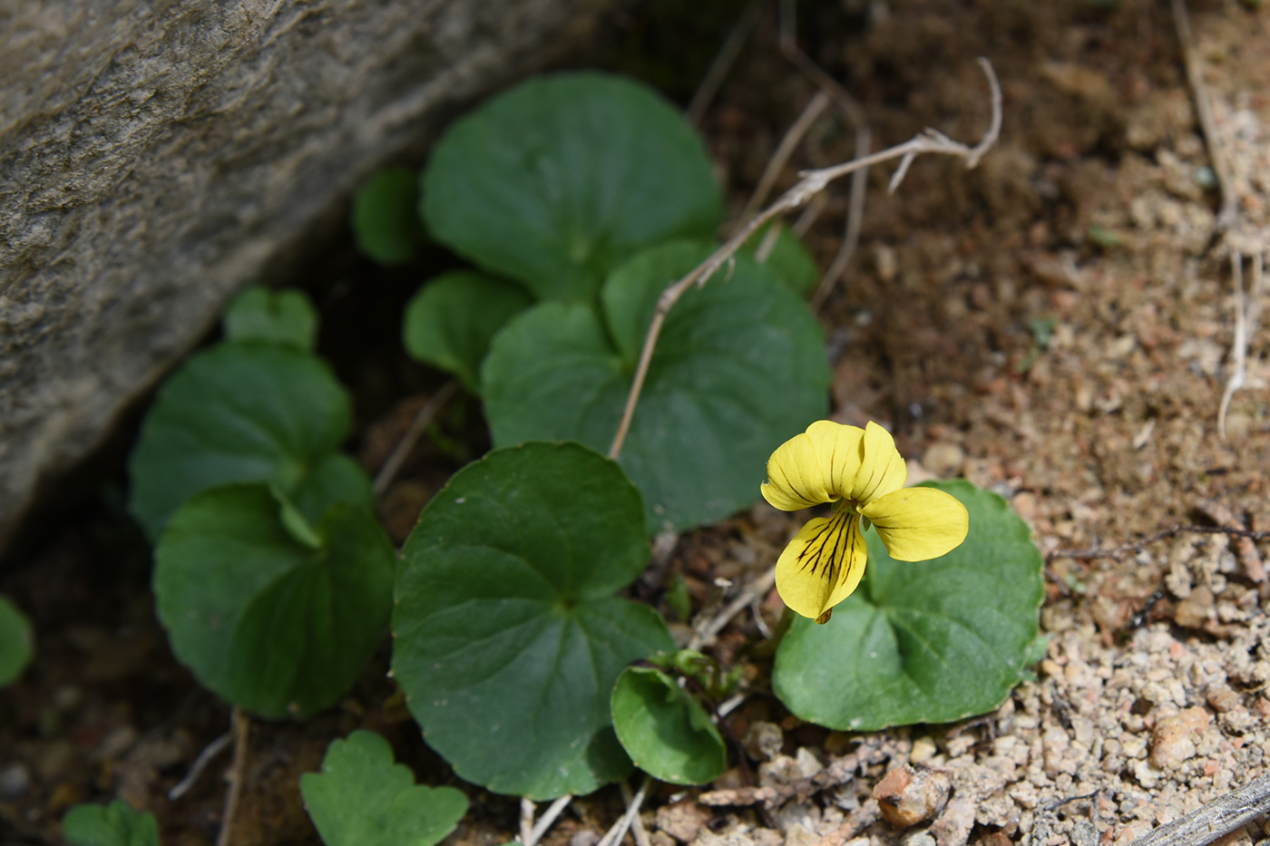 Image of Viola biflora specimen.