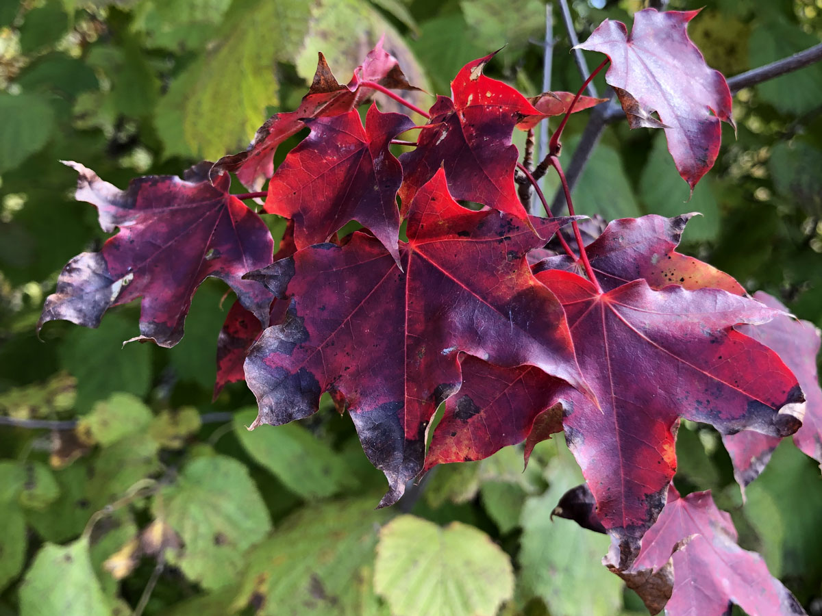 Image of Acer mono specimen.