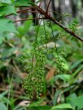 Toxicodendron trichocarpum