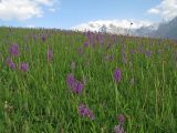 Dactylorhiza umbrosa. Цветущие растения на высокогорном лугу. Таджикистан, Гиссарский хр., верх. р. Зидды, ≈ 2500 м н.у.м. 13.06.2018.