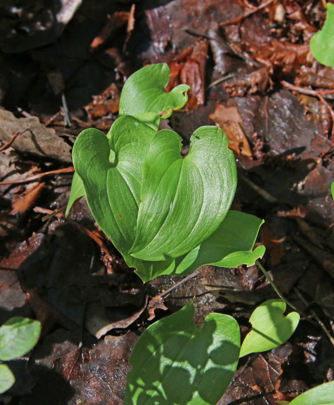 Image of Maianthemum bifolium specimen.