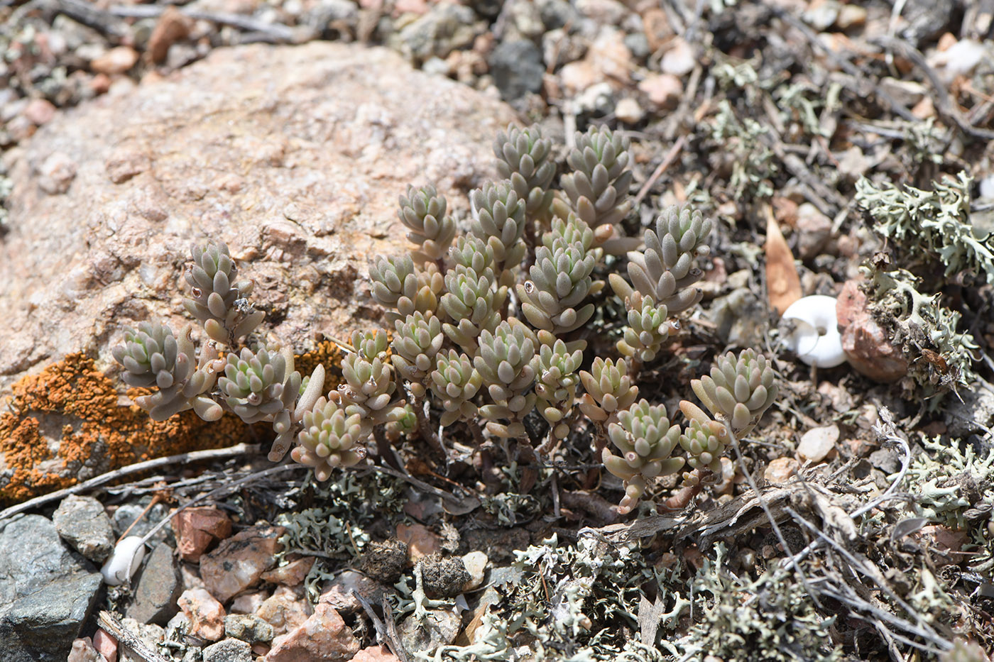 Image of Sedum alberti specimen.