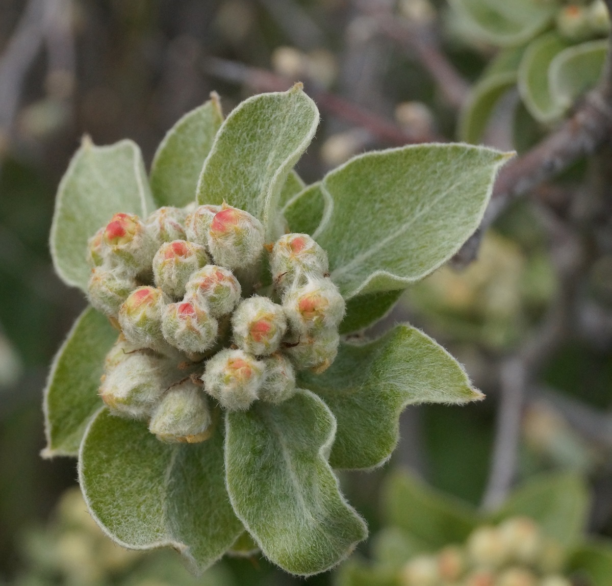 Image of Pyrus elaeagrifolia specimen.