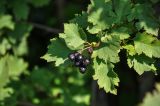 род Crataegus. Верхушка ветви с соплодием. Московская обл., Сергиево-Посадский р-н, долина р. Пажа, с. Радонеж, в культуре. 25.08.2021.