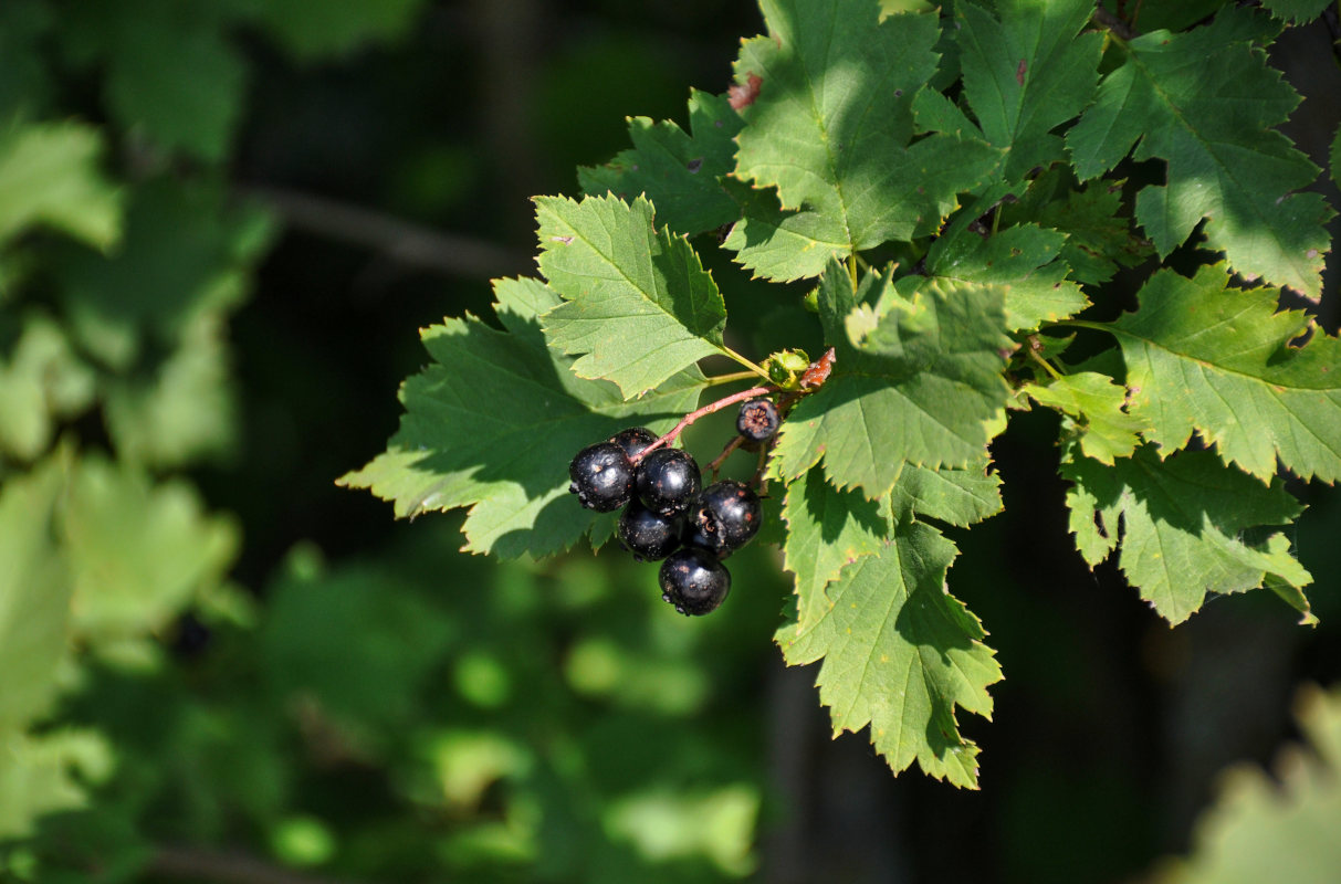 Изображение особи род Crataegus.