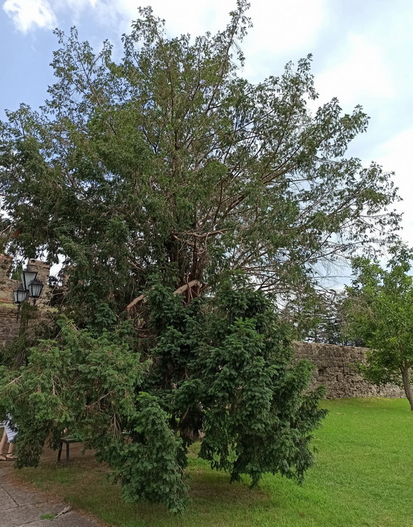 Image of Taxus baccata specimen.