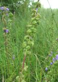 Campanula bononiensis