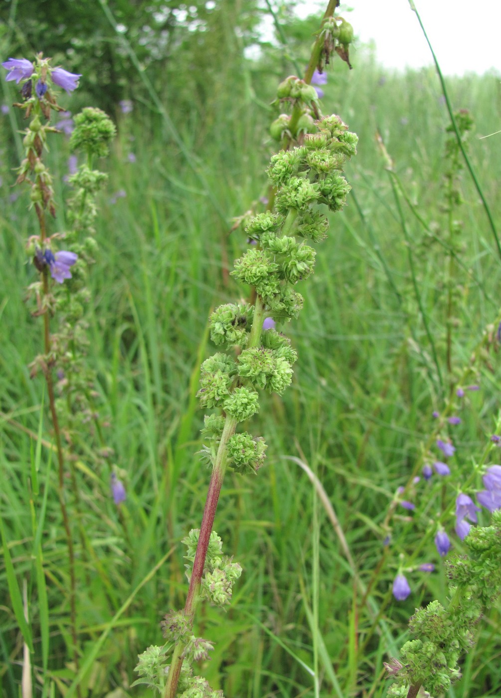 Image of Campanula bononiensis specimen.
