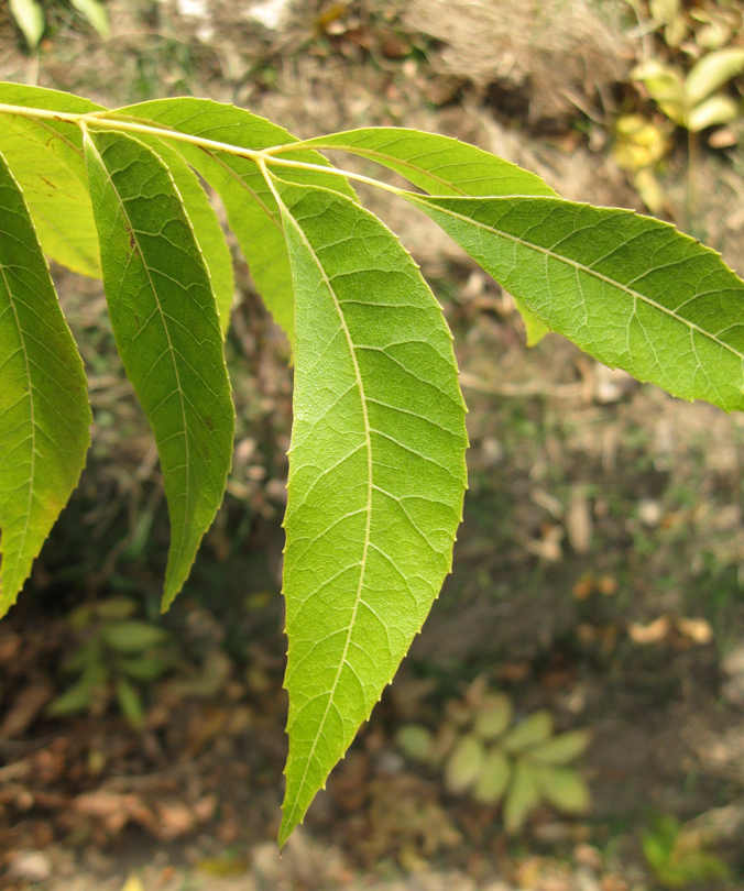 Изображение особи Carya illinoinensis.