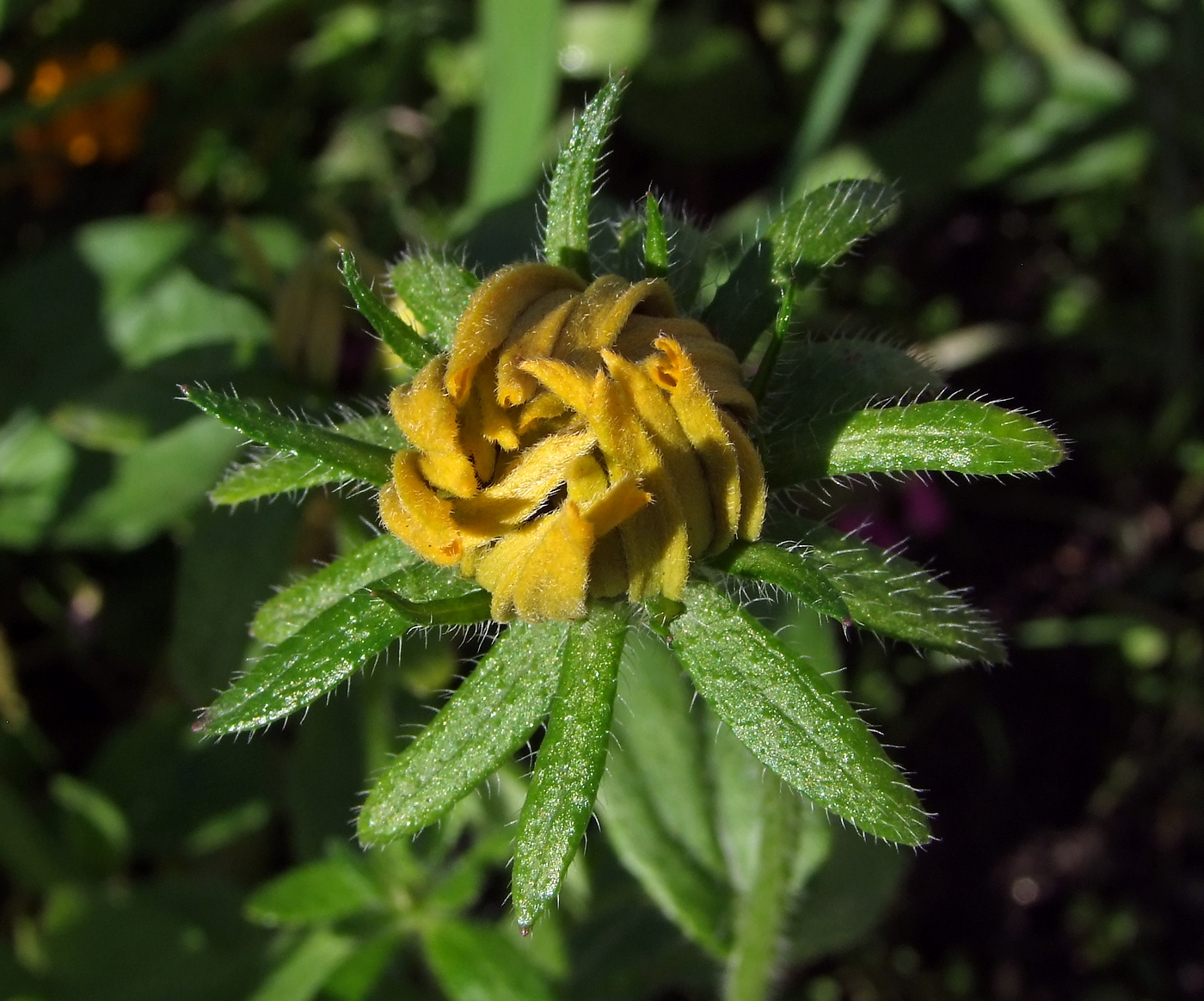 Изображение особи Rudbeckia hirta.