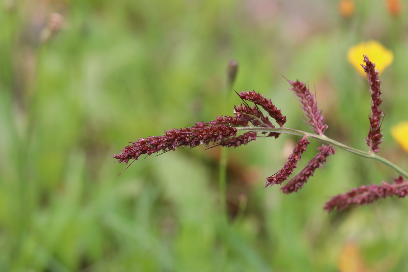 Изображение особи Echinochloa crus-galli.