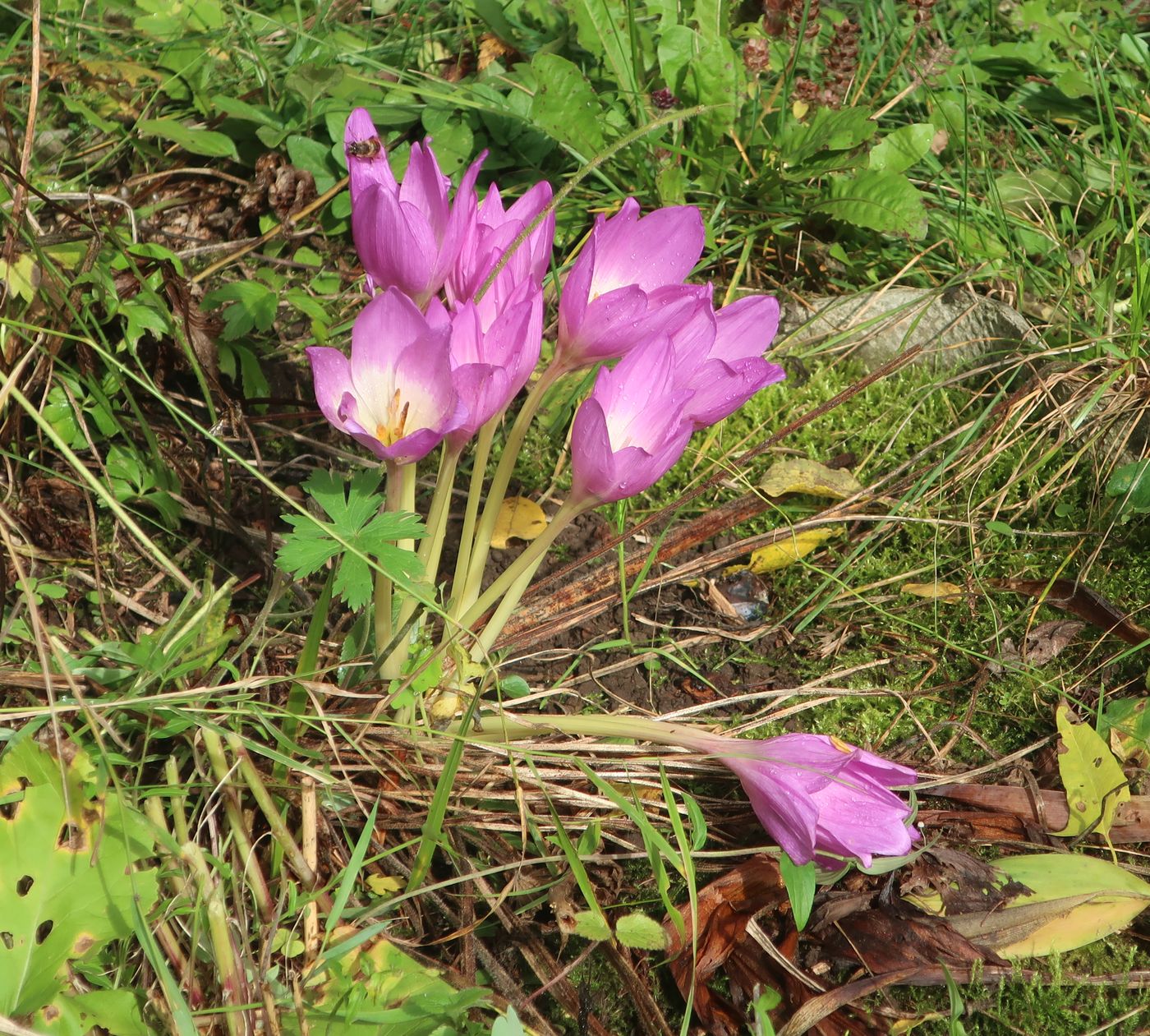 Изображение особи Colchicum speciosum.