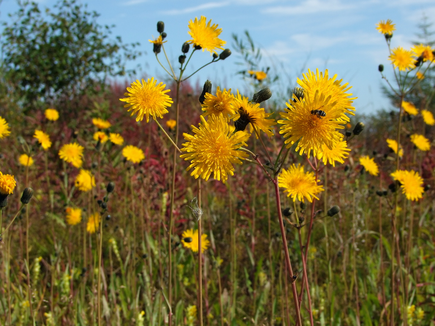 Изображение особи Sonchus arvensis.