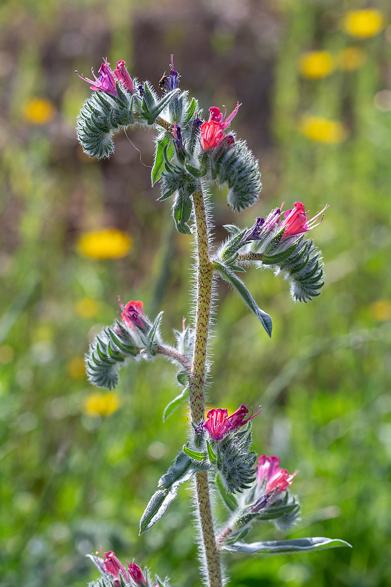 Изображение особи Echium angustifolium.