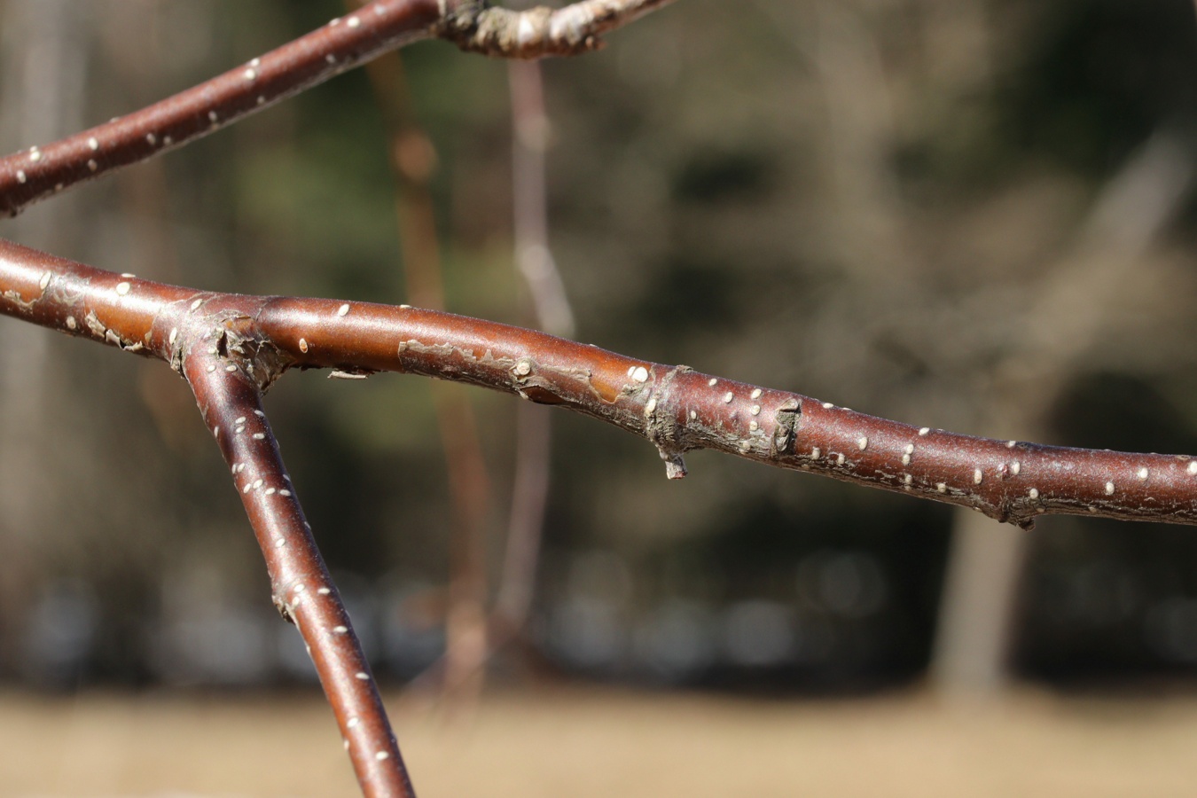 Image of Betula papyrifera specimen.