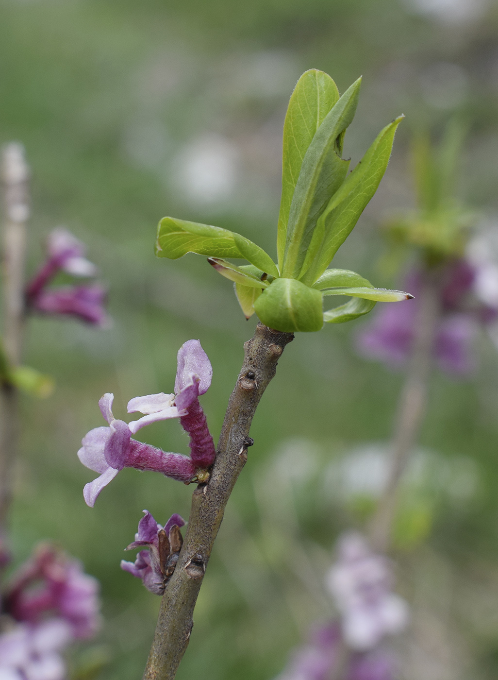 Изображение особи Daphne mezereum.