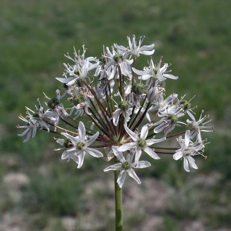 Изображение особи Allium tulipifolium.