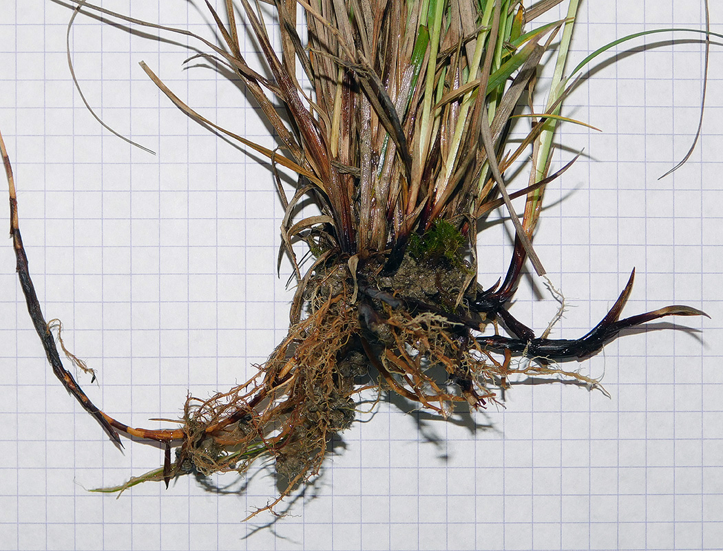 Image of Carex tomentosa specimen.