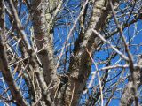 Populus &times; berolinensis